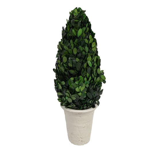 17&#x27;&#x27; Boxwood Cone Topiary in White Clay Pot